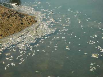 Μολυσμένος μέχρι το 2015 προβλέπεται ότι θα παραμείνει ο Πηνειός