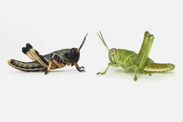 Η σεροτονίνη κάνει τις ακρίδες να ενώνονται σε συμμορίες