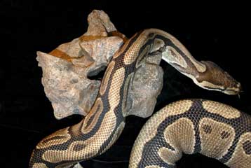 Προϊστορικό φίδι ήταν μεγάλο σαν λεωφορείο