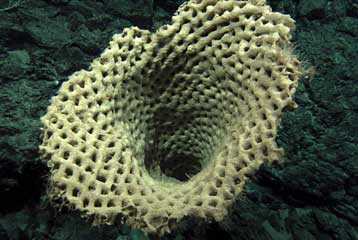 Νωρίτερα από ό,τι νομίζαμε εμφανίστηκαν τα πρώτα ζώα