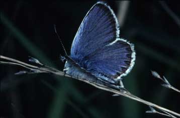 Πεταλούδες ξεγελούν τα μυρμήγκια και απαιτούν ειδική μεταχείριση