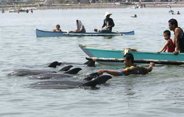 Αίσιο τέλος για εκατοντάδες δελφίνια που εξώκειλαν στις Φιλιππίνες