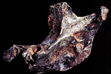 «Πολύ περιορισμένη» η συνεισφορά των Νεάντερταλ στο γονιδίωμα των σύγχρονων ανθρώπων