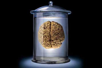 Η επιδημία παχυσαρκίας «οφείλεται στο μεγάλο, αχόρταγο εγκέφαλο»