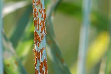 Νέα γονίδια αποτρέπουν τις επιδημίες μυκητίασης στο σιτάρι