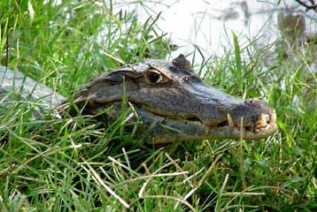 Μαγνητικά «καπέλα» ίσως κρατούν τους κροκόδειλους μακριά από τα σπίτια