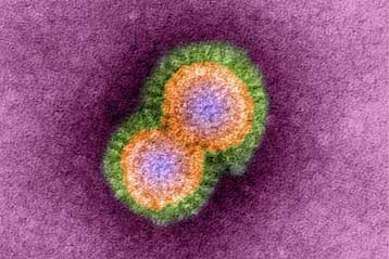 Οροί αντισωμάτων προφυλάσσουν από όλους τους τύπους γρίπης