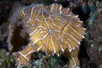 «Ψυχεδελικό» ψάρι αναγνωρίζεται ως νέο είδος