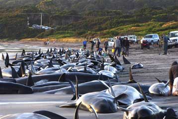 Δεκάδες δελφίνια εξόκειλαν σε νησί της Αυστραλίας