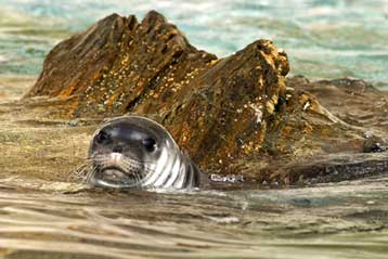 Προστατευόμενη περιοχή η Κάρπαθος και η Σαρία