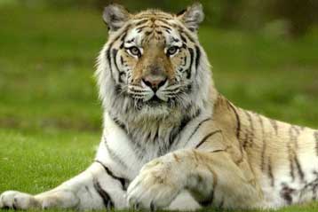 Ορφανά τιγράκια σε αναζήτηση τροφής τρομοκρατούν ρωσικό χωριό