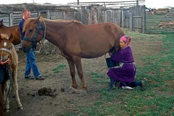 Πριν από τουλάχιστον 5.500 χρόνια εξημερώθηκε το άλογο