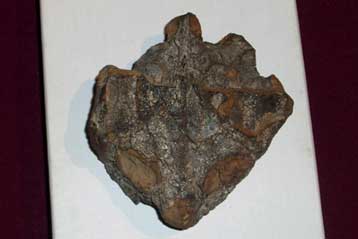 Στην περιοχή του Μεξικού έζησε η αρχαιότερη θαλάσσια χελώνα