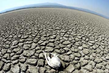 Γενετικές αναλύσεις διευκολύνουν την αποκατάσταση ελληνικών λιμνών