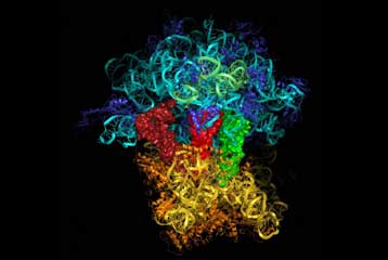 Συνθετικό ριβόσωμα φέρνει ένα βήμα πιο κοντά την τεχνητή ζωή