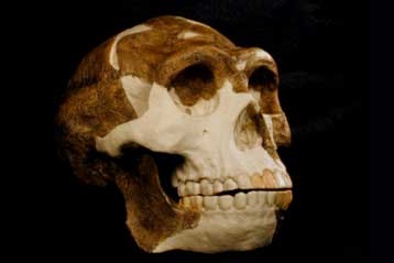 Αρχαιότερος από ό,τι είχε εκτιμηθεί αποδεικνύεται ο Ανθρωπος του Πεκίνου