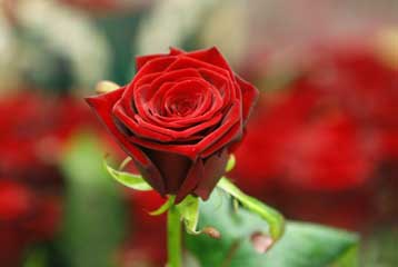 Τα τριαντάφυλλα έγιναν κόκκινα για να διώχνουν τους εχθρούς τους