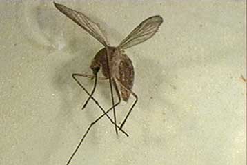 Μέτρα για το κουνούπι-τίγρης σε όλη την Ελλάδα