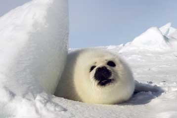 Ξεκίνησε και πάλι στον Καναδά το αμφιλεγόμενο κυνήγι της φώκιας