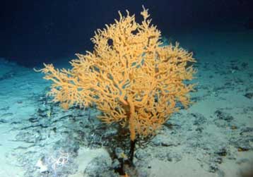 Αρχαία όσο οι Πυραμίδες αποδεικνύονται τα μακροβιότερα κοράλλια