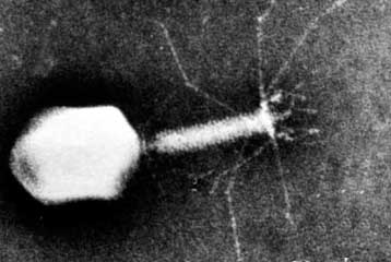 Γενετικά τροποποιημένος ιός παράγει εξαρτήματα για μπαταρίες