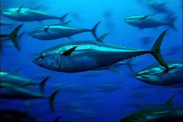 Αυστηρότερα όρια στην ΕΕ για την αλιεία του απειλούμενου ερυθρού τόνου