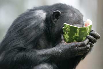 Οι θηλυκοί χιμπατζήδες προσφέρουν σεξ ως αντάλλαγμα για λίγη τροφή