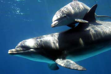 Παροδική κώφωση φαίνεται ότι προκαλούν τα σόναρ στα δελφίνια