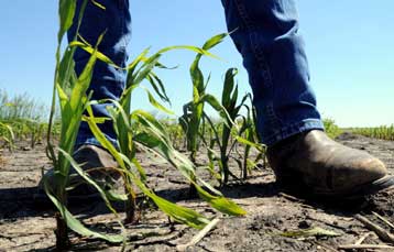 Η παραγωγή βιοκαυσίμων «επιδεινώνει άμεσα την παγκόσμια θέρμανση»