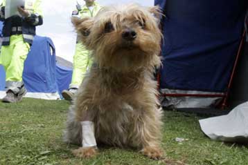 Φοβισμένα και χαμένα, τα κατοικίδια της ΛΑκουιλα αναζητούν τους ιδιοκτήτες τους