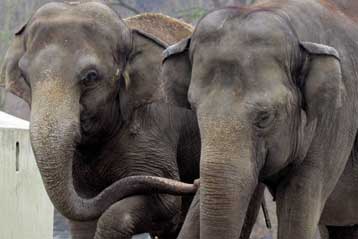 «Σκάνδαλο» με γκέι ελέφαντα σε ζωολογικό κήπο της Πολωνίας