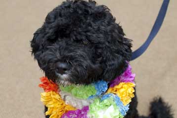 Το… Πρώτο σκυλάκι επέλεξε η οικογένεια Ομπάμα