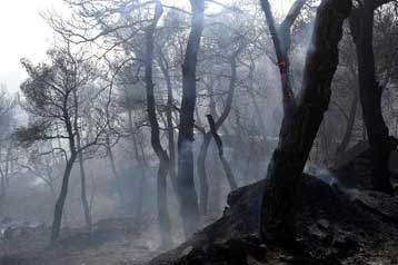 Υποχρεωτικά αναδασωτέο κάθε καμμένο ή αποψιλωμένο δάσος, σύμφωνα με το ΣτΕ