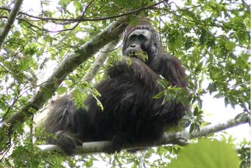 Αγνωστος πληθυσμός ουραγκοτάγκων κρυβόταν στη ζούγκλα της Βόρνεο