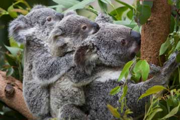 Ιός προκαλεί λευχαιμία στα αιχμάλωτα κοάλα της Ιαπωνίας