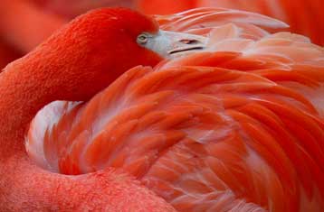 Αεροπλάνα με πούπουλα οραματίζονται Ιταλοί μηχανικοί