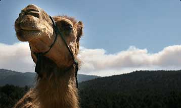 Το Ντουμπάι καμαρώνει την πρώτη κλωνοποιημένη καμήλα