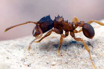 Εξωτικό μυρμήγκι απαρνείται τους άνδρες και το σεξ