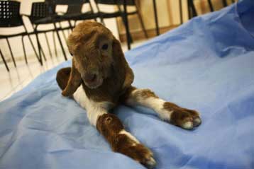 Κλωνοποίηση κατσίκας υποστηρίζουν ότι πέτυχαν Ιρανοί ερευνητές