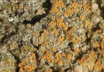 Νέο είδος λειχήνα παίρνει το όνομα του Ομπάμα