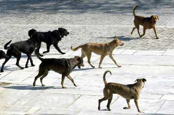 Ποινικό Κώδικα για την προστασία των ζώων ετοιμάζει το υπουργείο Αγροτικής Ανάπτυξης