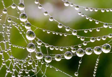 Μεταλλική επίστρωση κάνει το μετάξι της αράχνης ακόμα ισχυρότερο