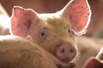 Αυξάνονται στην Αμερική τα ανθρώπινα κρούσματα γρίπης των χοίρων