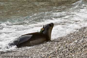 Η Αρτεμις η φώκια στέλνει το πρώτο της SMS