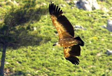 Μέτρα για τη διατήρηση των σπάνιων -και πεινασμένων- όρνεων αποφάσισε η ΕΕ