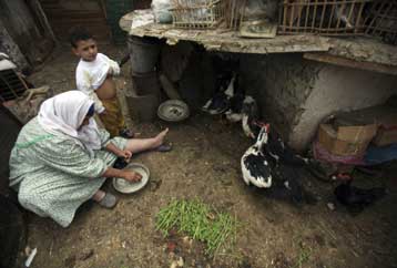 Έξαρση γρίπης των πτηνών στην Αίγυπτο εν μέσω ανησυχίας για τη γρίπη των χοίρων