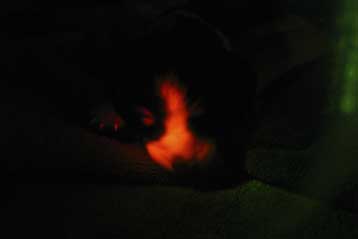 Τα πρώτα κλωνοποιημένα σκυλιά που φθορίζουν στο σκοτάδι