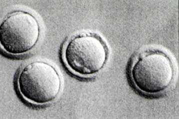 Παραγωγή νέων ωαρίων πέτυχαν σε πειραματόζωα Κινέζοι βιολόγοι