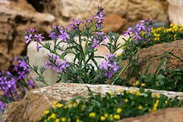 Με στολισμένους δρόμους και ανθισμένα δώρα γιορτάζει ο Δήμος Αθηναίων την Πρωτομαγιά