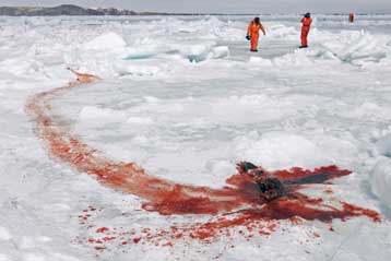 Απαγόρευση των προϊόντων από φώκια αποφάσισε το Ευρωκοινοβούλιο